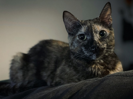 Entry image for Bee. Clicking this image will show a larger photo