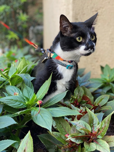 Entry image for Casanova . Clicking this image will show a larger photo