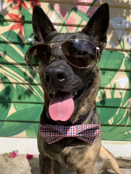 Entry image for Whiskey . Clicking this image will show a larger photo