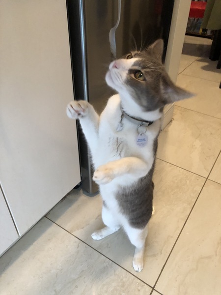 Entry image for Maxwell. Clicking this image will show a larger photo