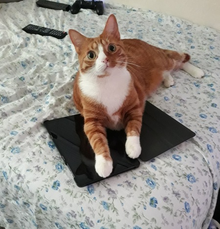 Entry image for Chickie. Clicking this image will show a larger photo