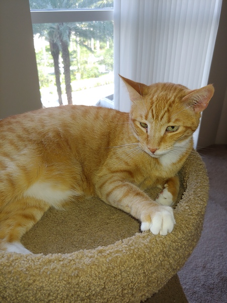 Entry image for Red. Clicking this image will show a larger photo