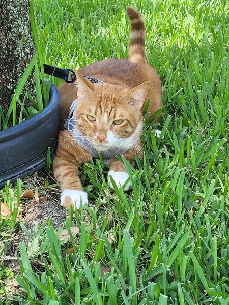 Entry image for Blaze. Clicking this image will show a larger photo