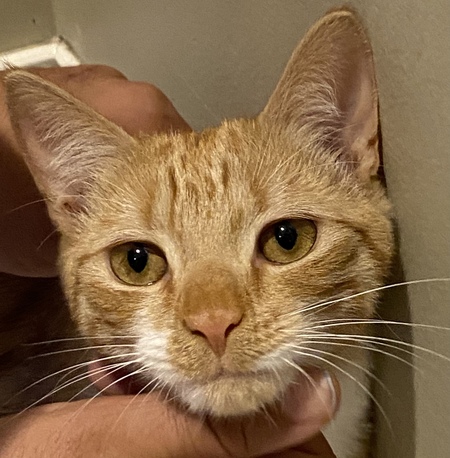 Entry image for Mango/Cornbread. Clicking this image will show a larger photo