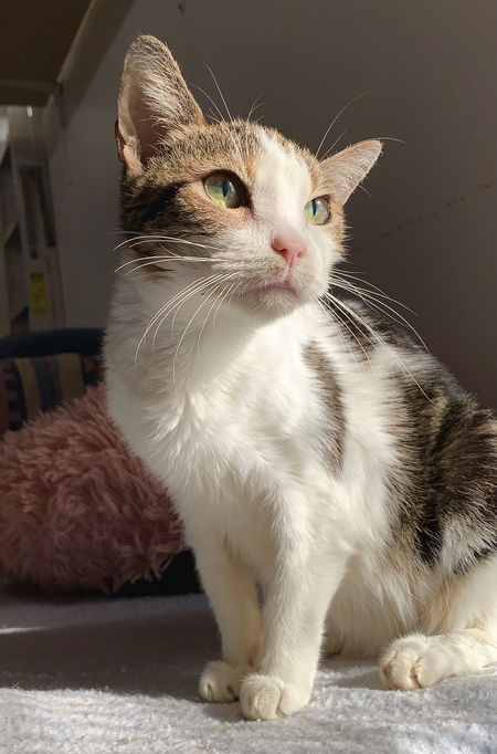 Entry image for Chit Chat. Clicking this image will show a larger photo