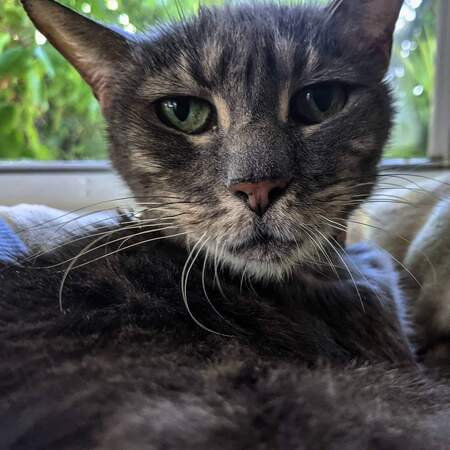 Entry image for Zula. Clicking this image will show a larger photo