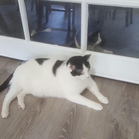 Entry image for Cowboy and Panda. Clicking this image will show a larger photo