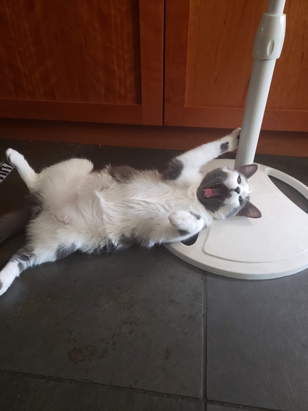 Entry image for Myles (formally Emerald). Clicking this image will show a larger photo