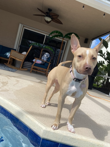 Entry image for Dylan. Clicking this image will show a larger photo