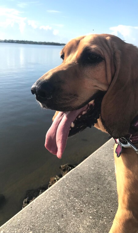 Entry image for HARLEY . Clicking this image will show a larger photo