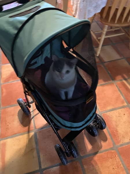 Entry image for Precious . Clicking this image will show a larger photo