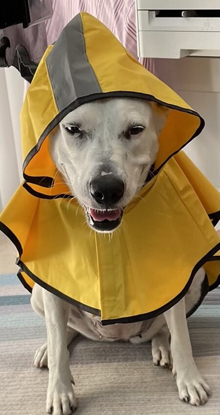 Entry image for Nitro (formerly Annabelle). Clicking this image will show a larger photo