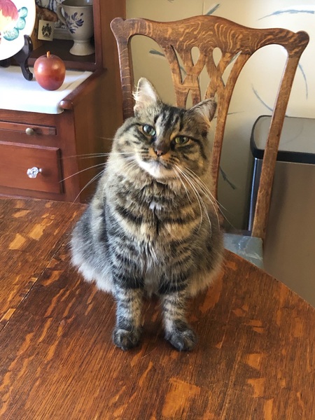 Entry image for Ava. Clicking this image will show a larger photo