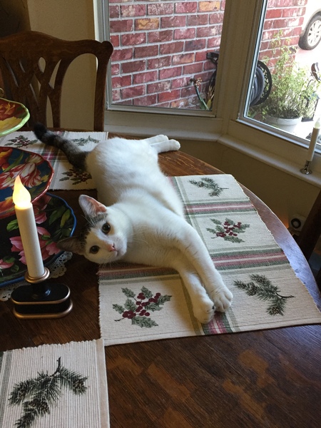 Entry image for Cosmo. Clicking this image will show a larger photo