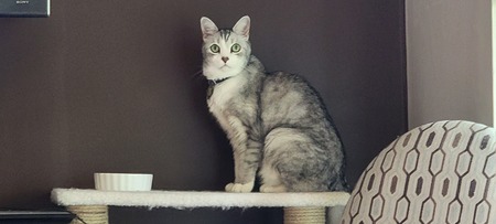 Entry image for Scooter "Patooter". Clicking this image will show a larger photo