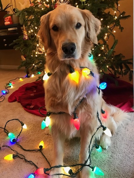 Entry image for Stella. Clicking this image will show a larger photo