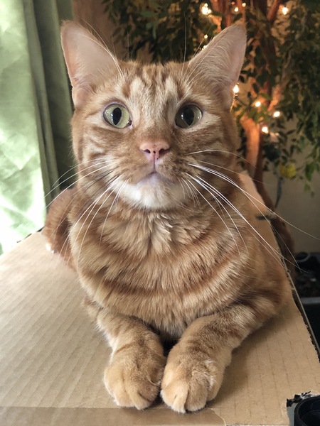 Entry image for Wigglesaurus. Clicking this image will show a larger photo