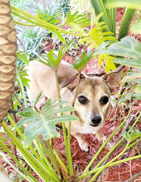 Entry image for Griffin . Clicking this image will show a larger photo