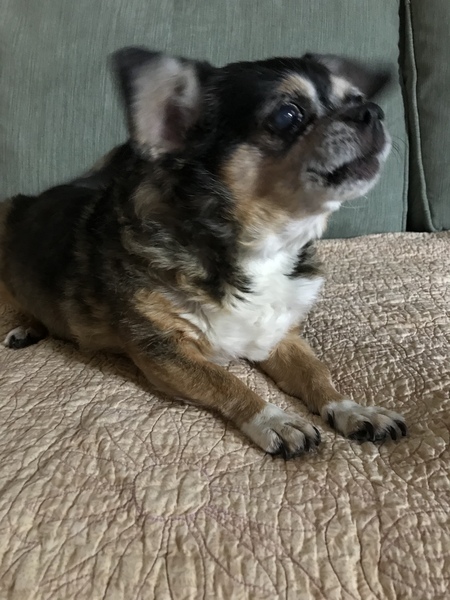 Entry image for Molly . Clicking this image will show a larger photo