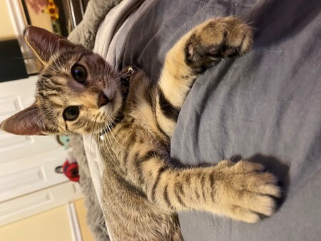 Entry image for Ziggy. Clicking this image will show a larger photo