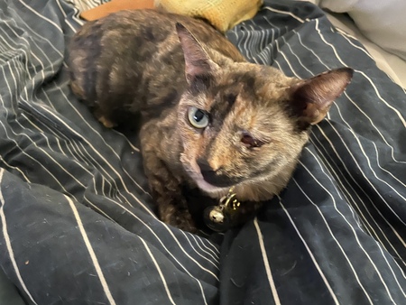 Entry image for Luna. Clicking this image will show a larger photo