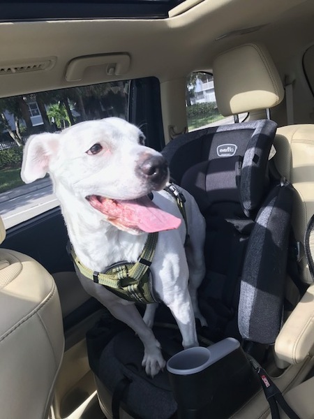 Entry image for Peanut. Clicking this image will show a larger photo