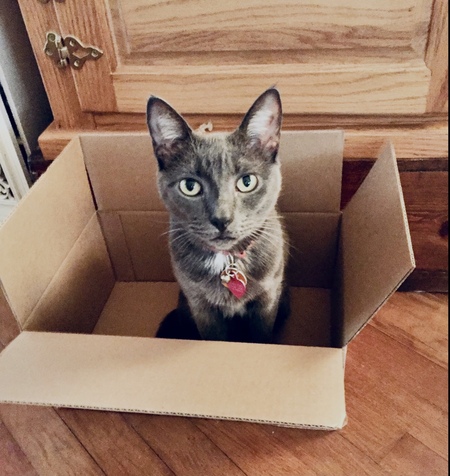 Entry image for SHADOW  (APR name  Jimi). Clicking this image will show a larger photo