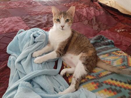 Entry image for Nila. Clicking this image will show a larger photo