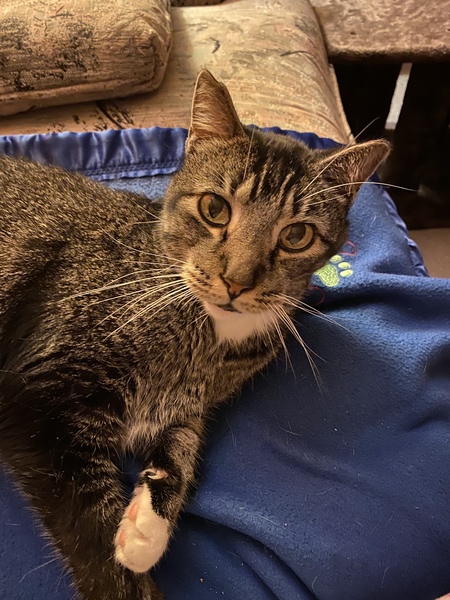 Entry image for Leo. Clicking this image will show a larger photo