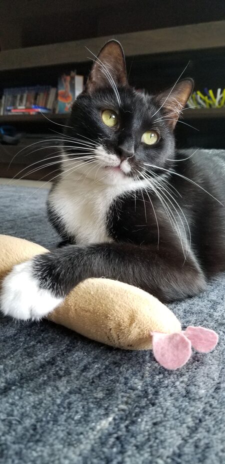 Entry image for Turks. Clicking this image will show a larger photo