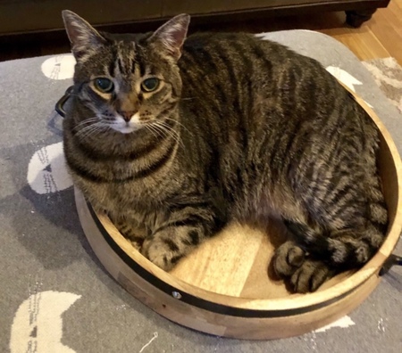 Entry image for Sal. Clicking this image will show a larger photo