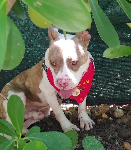 Entry image for Rex. Clicking this image will show a larger photo