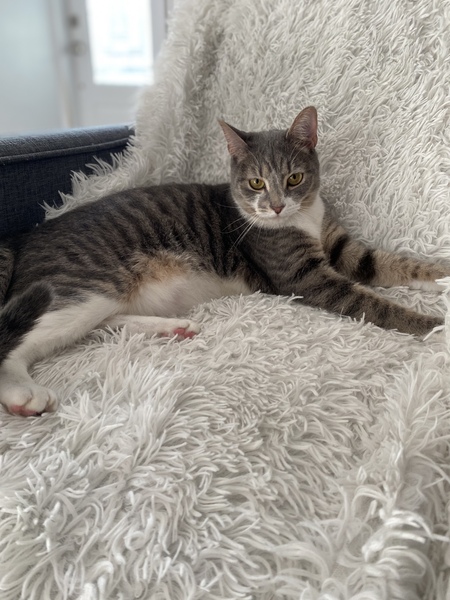 Entry image for Ambrose . Clicking this image will show a larger photo