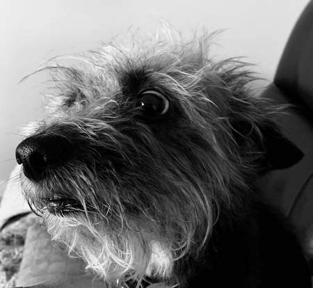 Entry image for Ziggy . Clicking this image will show a larger photo