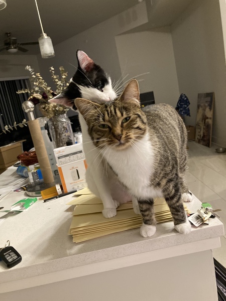 Entry image for Baloo and Lonessa. Clicking this image will show a larger photo