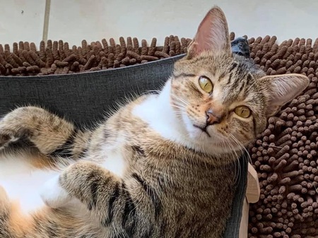 Entry image for Lilly Rose. Clicking this image will show a larger photo