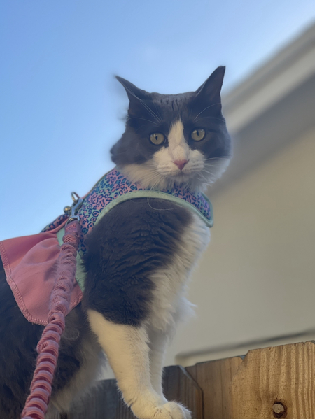 Entry image for Victoria. Clicking this image will show a larger photo