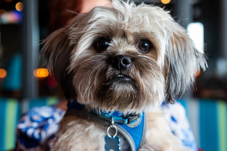 Entry image for Finn. Clicking this image will show a larger photo