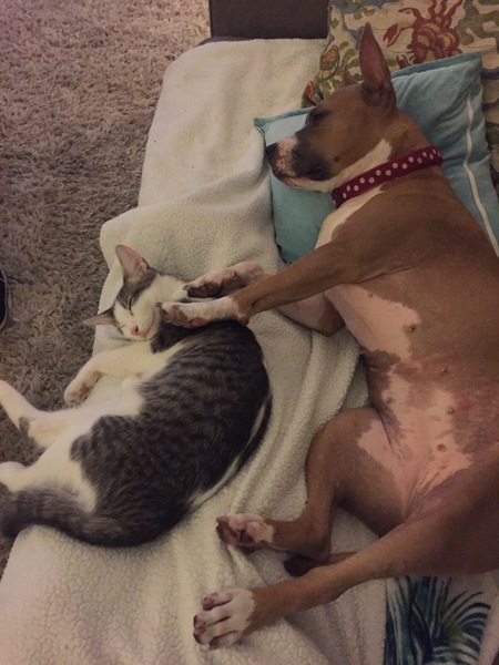 Entry image for Alexa. Clicking this image will show a larger photo