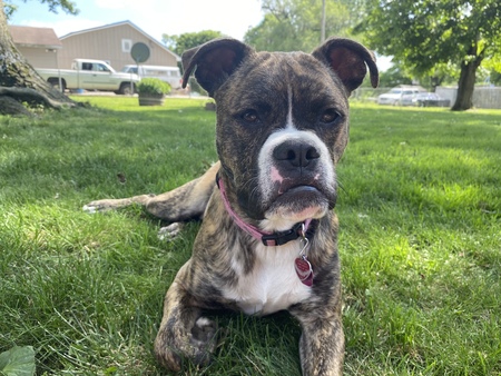 Hazel 