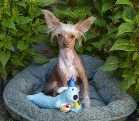 Vina Dobby