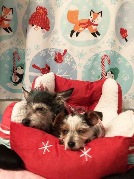 Moe Moe and Gidget