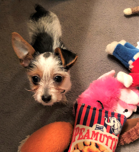 Gidget