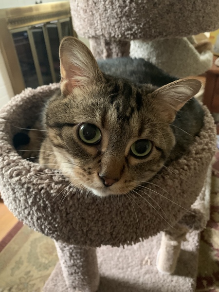 Oliver