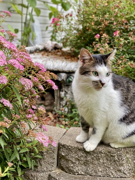 Tibby