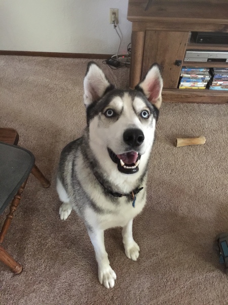 Balto 