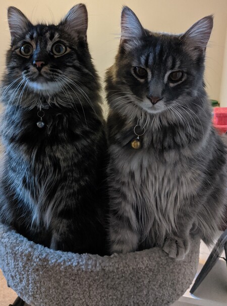 Vader and Chewy