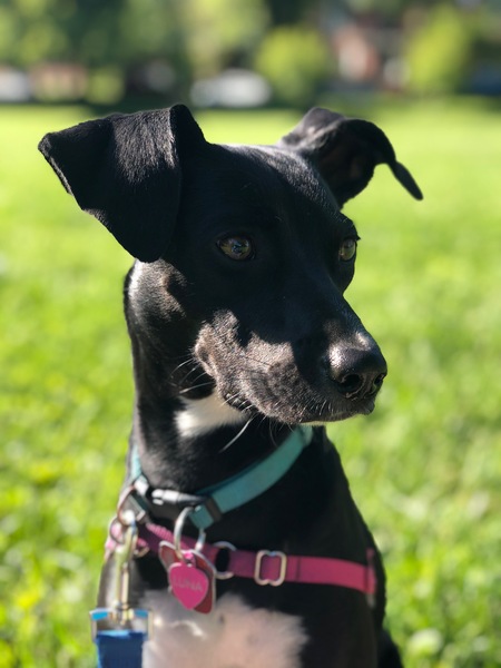 Luna
