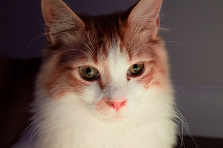 Archie