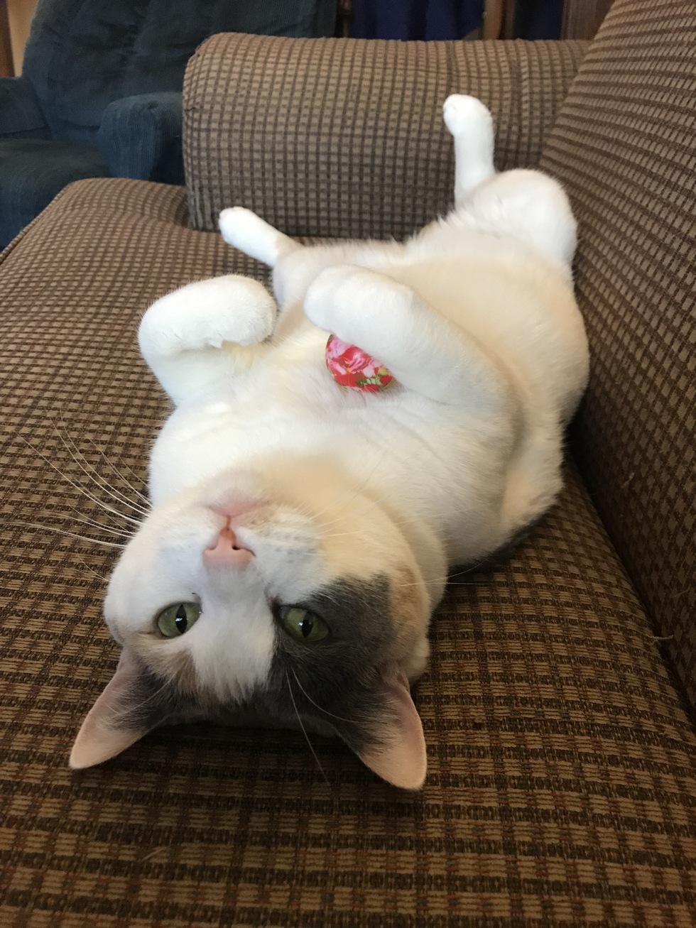 Vote For Bailey Metro East Humane Society Calendar Contest vote-for-bailey-metro-east-humane-society-calendar-contest